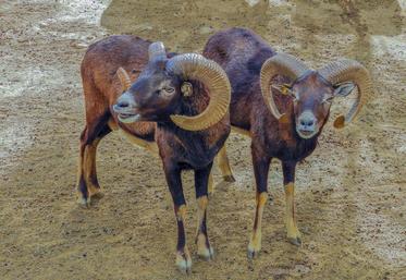 mouflon en baie de Somme