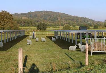 Le projet prévoit le doublement du cheptel ovin déjà présent, l'implantation de cultures maraîchères et la mise en place  d'un séchoir à fourrage cofinancé par TTR Energy. 