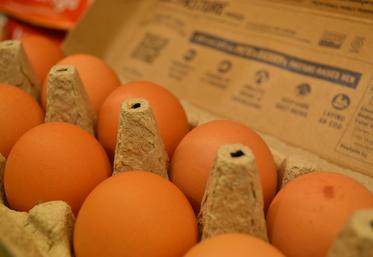oeufs rupture consommation pénurie