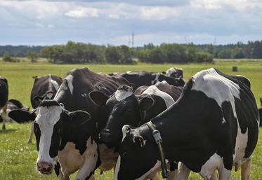 Les experts du Cerfrance recommandent de raisonner sur le coût de revient  d’une vache laitière. 