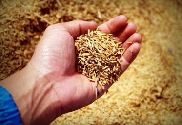 conjoncture économique difficile pour les céréaliers