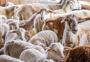 La télédéclaration concerne les aides ovines, caprines, bovins laitiers, bovins allaitants et veaux sous la mère. 