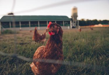 formation pour éleveurs tentés par la production d'oeufs