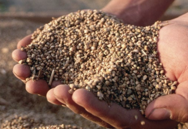 semences épinards avec Vilkima 