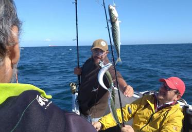 quota sur la pêche du maquereau