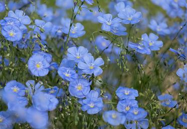 Dans le marché du textile, la fibre longue de lin est une poussière.  Mais elle bénéficie d’un marché final porteur. 