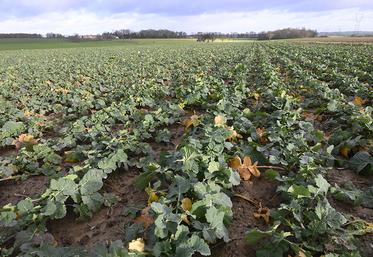 L’estimation de la biomasse du colza à la sortie de l’hiver et sa prise en compte dans le calcul de dose d’azote est un moyen simple et efficace pour optimiser  sa marge brute. 