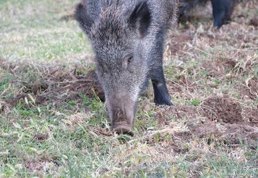 louveterie sanglier Oise régulation