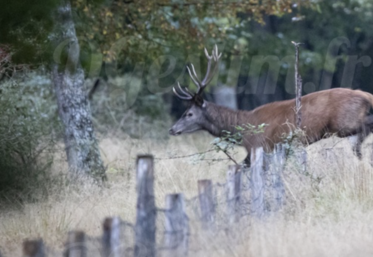 comptage cerf dans l'Oise