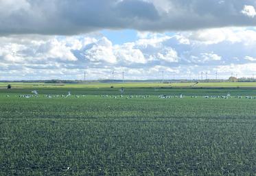 La FDSEA de la Somme poursuit son enquête pour estimer les éventuelles nuisances liées à la prolifération des mouettes et goélands dans la plaine picarde. 