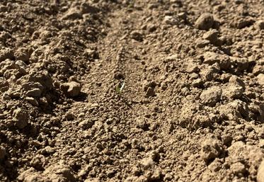 Betteraves au stade cotylédon.