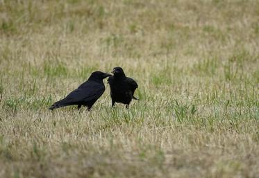 ESOD étude nuisibles Muséum faune sauvage