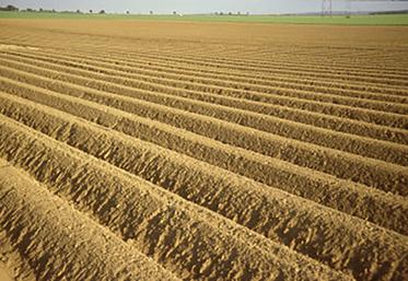 Selon le Groupement interprofessionnel pour la valorisation de la pomme de terre, la production nationale dépasse  cette année les 8 millions de tonnes, un niveau rarement atteint. 