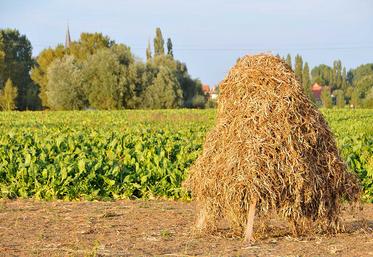 Lingot du Nord Légumes anciens