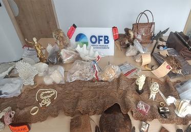 Le 29 mai 2025, un contrôle conjoint entre les inspecteurs de l’environnement  de l’OFB et les douaniers des brigades de Beauvais et de Nogent-sur-Oise a permis la saisie de 78 animaux protégés et parties d’animaux mis en vente illégalement lors de la Foire-aux-puces de Crèvecœur-le-Grand. 