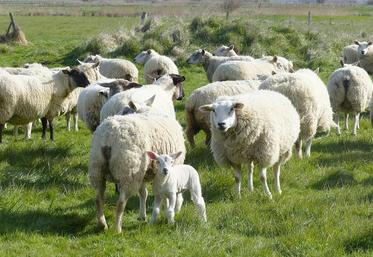 enquête moutons