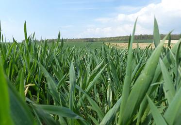 Douze à quinze jours d'avance  sont constatés en blé.