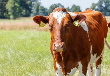 Aucun foyer n’a été détecté en France depuis le 2 janvier, mais la prudence reste  de mise. 