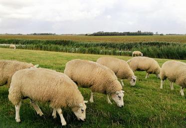 Les systèmes plein air et semi-bergerie présentent les meilleurs résultats économiques, du fait des charges alimentaires mieux maîtrisées. 