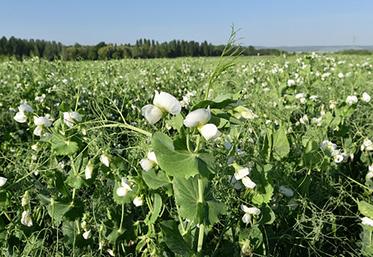 Avec un risque de gel qui diminue, un semis précoce des pois de conserve devrait être judicieux, pour esquiver  les stress thermiques au stade floraison et au remplissage. 
