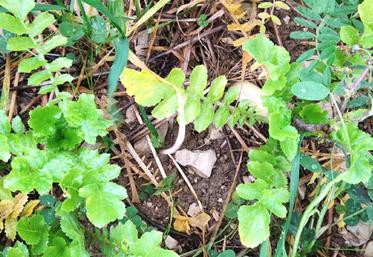 La stratégie des intercultures-pièges a été initiée par un collectif sur les plateaux de Bourgogne, puis testée dans d’autres territoires sur trois campagnes dans le cadre  du Plan d’action de sortie du phosmet. 