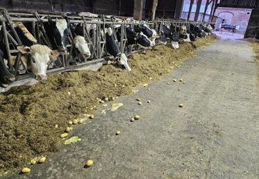 UNPT pommes de terre alimentation animale