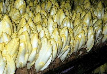 Avant sa mise en marché, chaque variété est testée pendant deux ans. 