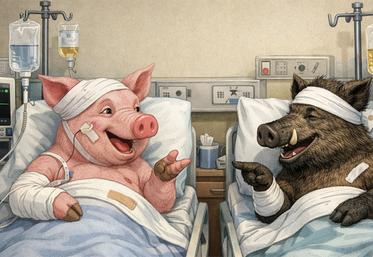 PPA peste porcine et sanglier faune sauvage