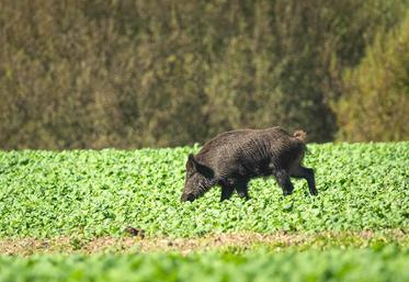 Selon la FNC, la facture annuelle des dégâts de gibiers fait des chasseurs  «des vaches à lait». 