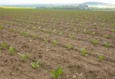 report acétamipride 