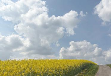 Si le conflit au Moyen-Orient venait à durer, le groupe Avril redoute une baisse de la production d’oléagineux. 
