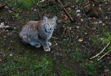 lâcher de lynx 