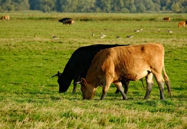 L’un des impacts directs du changement climatique devrait être un stress thermique plus important subi par les bovins  en période estivale. 
