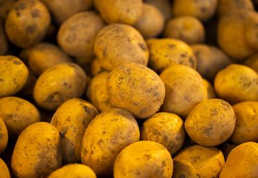 gaspillage pommes de terre Solaal Hauts-de-France
