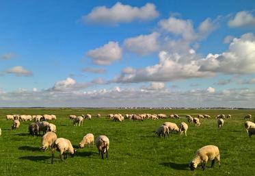 agneau AOP baie de Somme