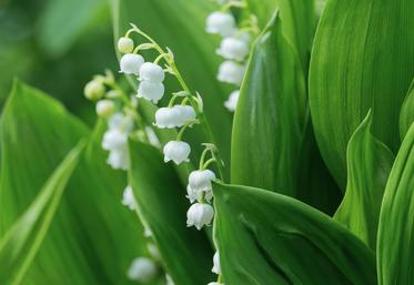 vente de muguet 1er mai particuliers