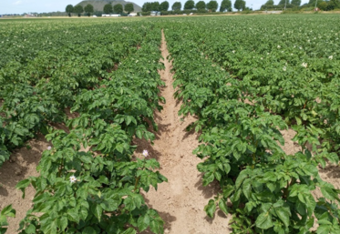 pommes de terre variétés stress hydrique sécheresse