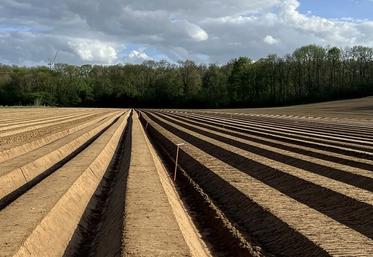 En conditions sèches, des buttes bien formées améliorent l’action des produits herbicides.