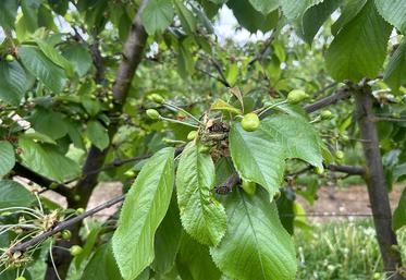 Encore un peu de patience, il faudra encore attendre mi-juin pour déguster les cerises et fin juillet pour les abricots. 