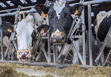 Il s’agit de calculer la différence entre le produit lait et le coût de la ration des vaches. 