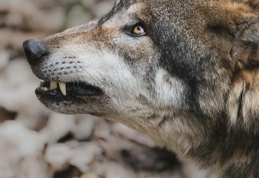ciné débat sur le loup dans les Hauts-de-France