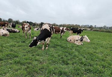 Pour une exploitation française livrant 500 000 litres par an, le manque à gagner est de 60 000 € sur quatre ans (4 x 15 000 €) ! 