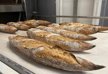 Dans son cycle de vie, l’Avocette génère 123,63 g de CO2, contre 387 g de CO2 pour une baguette classique. 