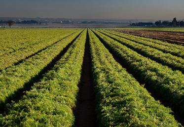 légumes d'industrie 2025