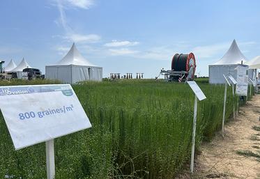 Plusieurs essais de semis ont été réalisés par Arvalis sur des parcelles lors du salon Lin'Ovation, à Ailly-le-Haut-Clocher, à la mi-juin. 