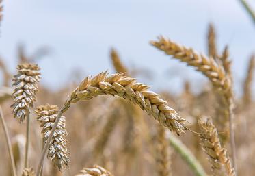 Les variétés tardives ont pris le gros coup de chaud en plein cycle de remplissage des grains. 