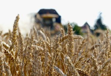 En France, c’est la déception. Alors que le marché tablait en juin sur 32-33 Mt, la récolte 2026 de blé tendre  pourrait tomber en deçà des 32 Mt. 