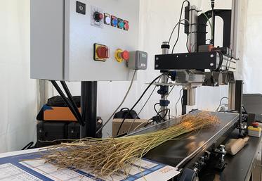 L’imagerie optique permet désormais de caractériser la richesse en fibres du lin. 