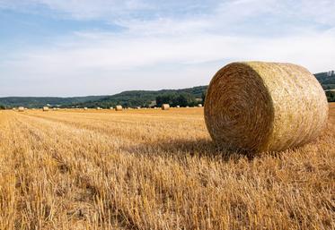 céréales rendements blé tendre prévisions