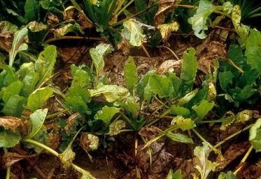 betteraves cercosporiose